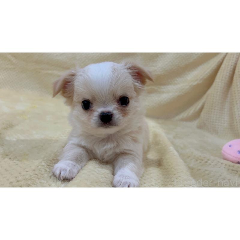 販売中の福岡県のチワワ(ロングコート)-456438の6枚目