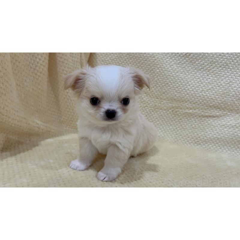 販売中の福岡県のチワワ(ロングコート)-456438の5枚目