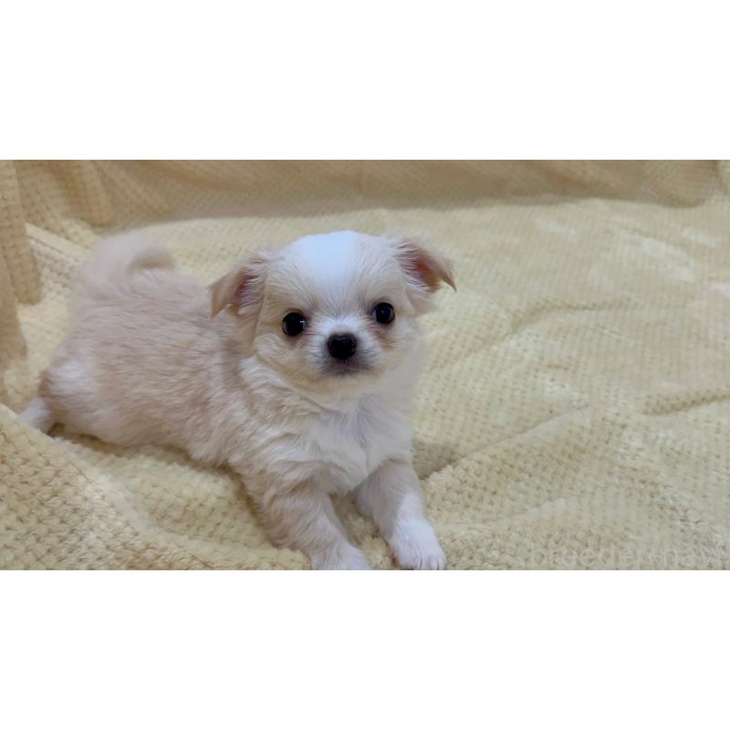 販売中の福岡県のチワワ(ロングコート)-456438の4枚目