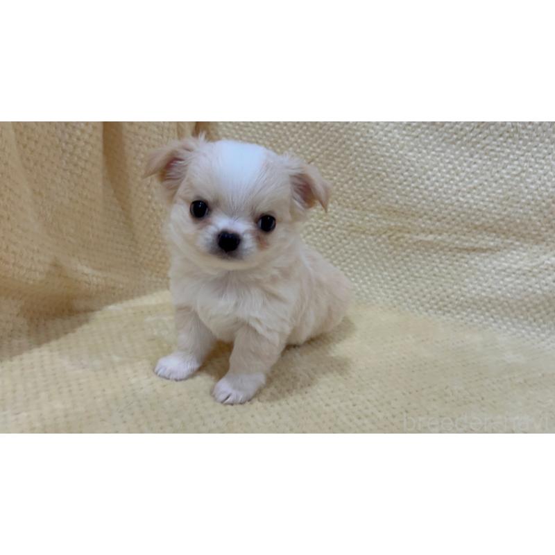 販売中の福岡県のチワワ(ロングコート)-456438の3枚目