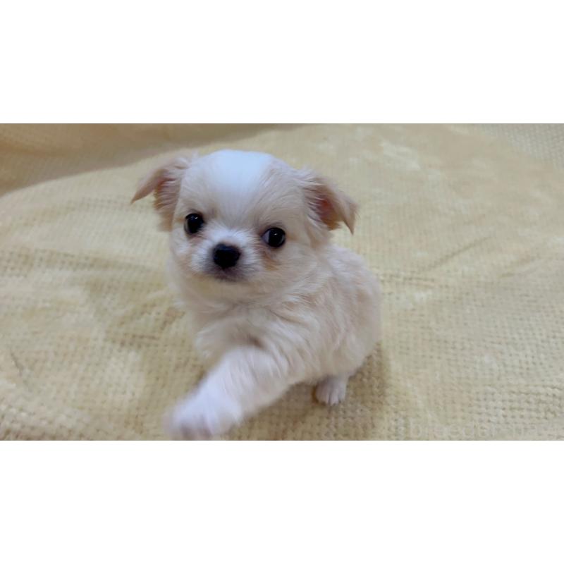 販売中の福岡県のチワワ(ロングコート)-456438の2枚目