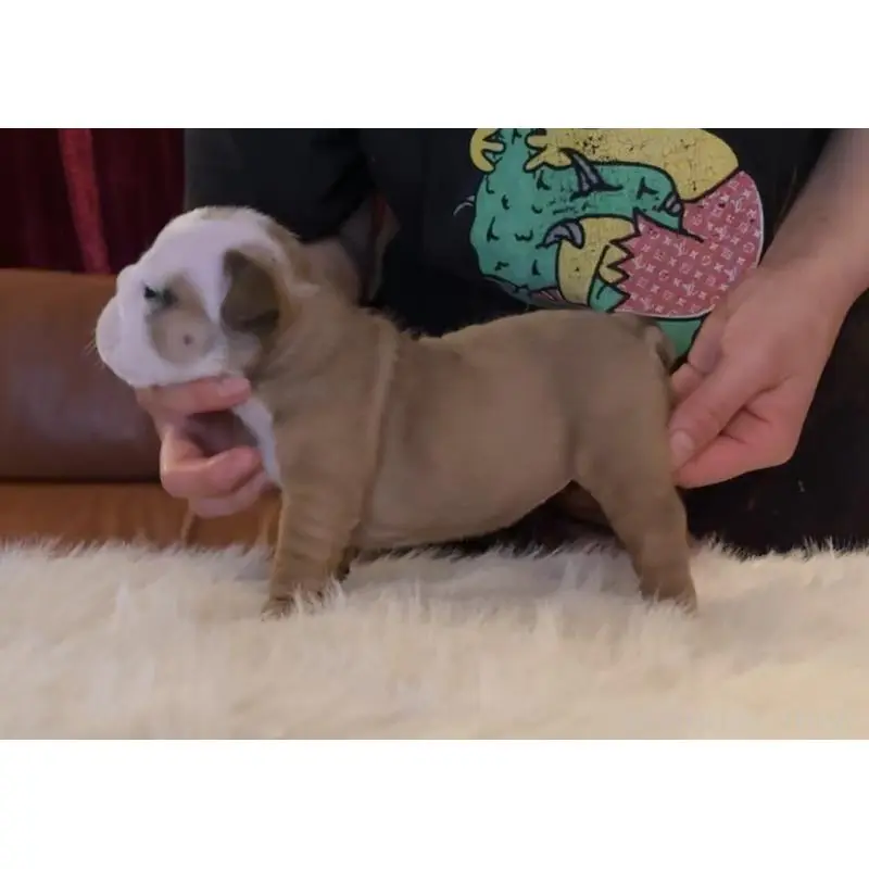 販売中の埼玉県のブルドッグ-456440の2枚目