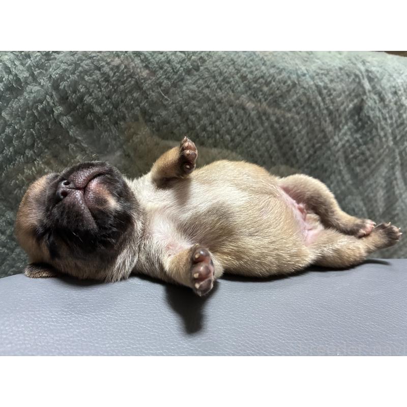 販売中の茨城県のフレンチブルドッグ-456458の3枚目