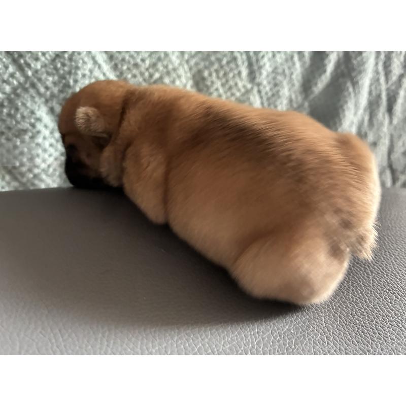 販売中の茨城県のフレンチブルドッグ-456458の2枚目