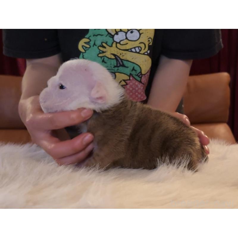 販売中の埼玉県のブルドッグ-456444の2枚目