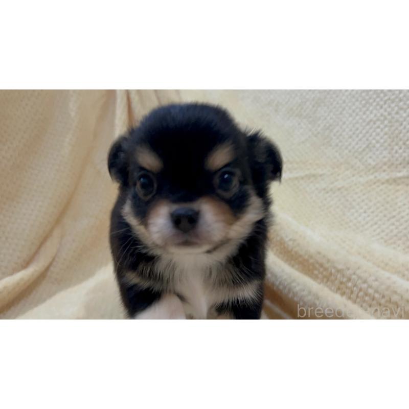 販売中の福岡県のチワワ(ロングコート)-456443の7枚目