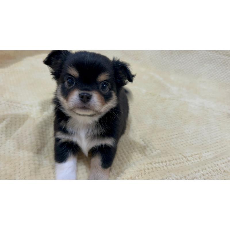 販売中の福岡県のチワワ(ロングコート)-456443の5枚目