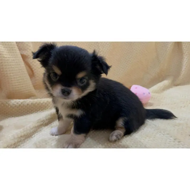 販売中の福岡県のチワワ(ロングコート)-456443の4枚目