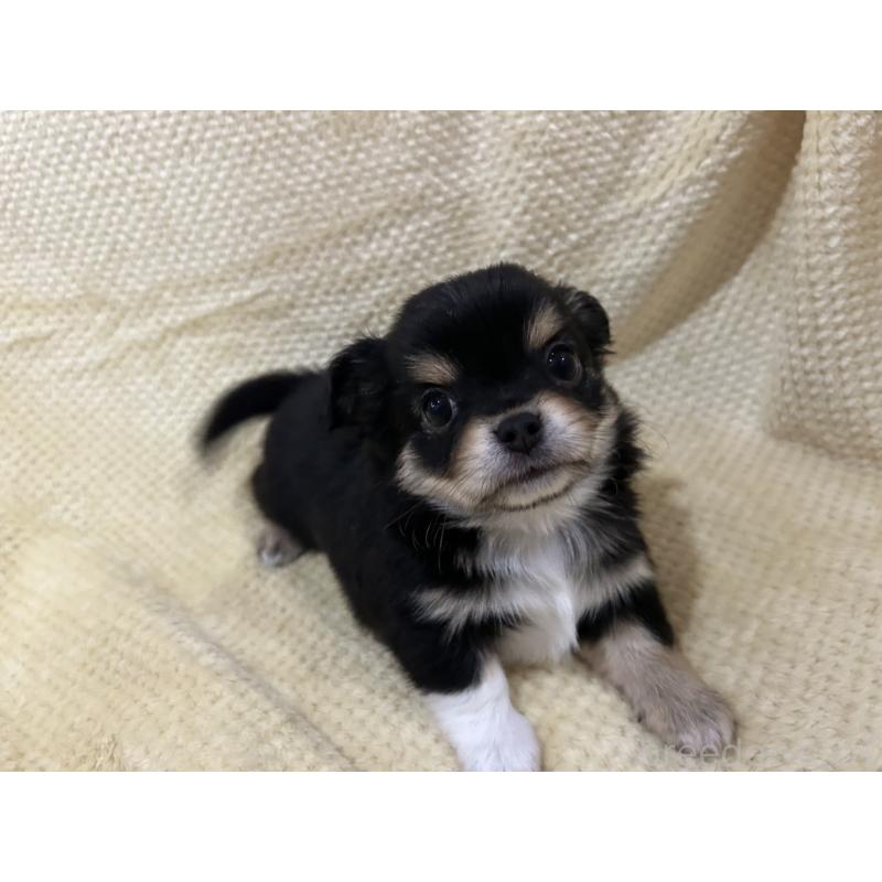 販売中の福岡県のチワワ(ロングコート)-456443の3枚目