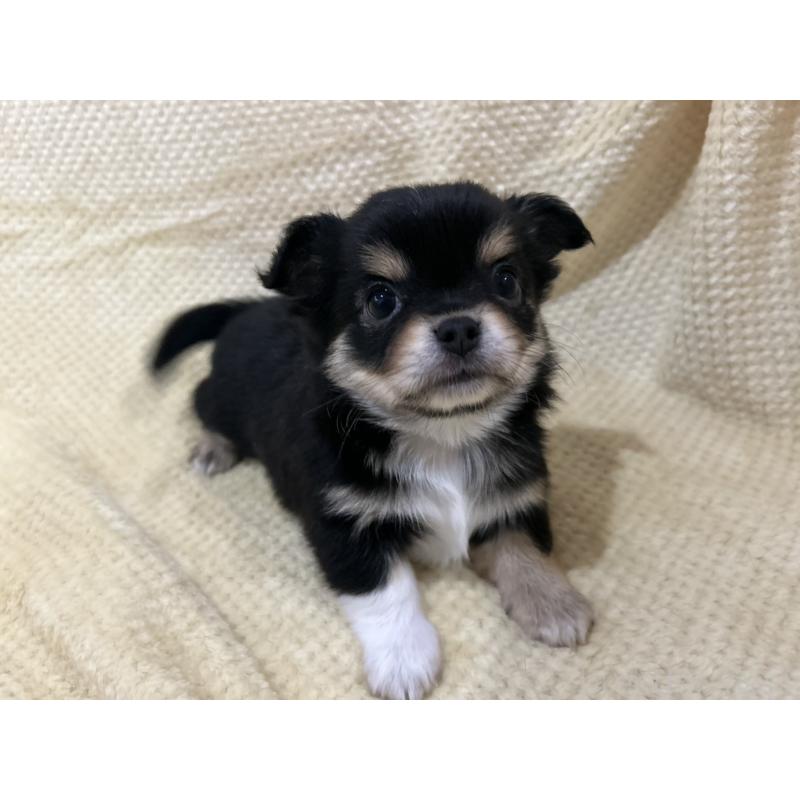 販売中の福岡県のチワワ(ロングコート)-456443の2枚目