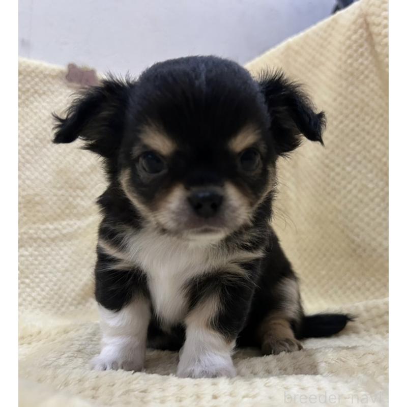 販売中の福岡県のチワワ(ロングコート)-456448の8枚目