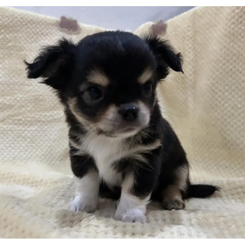 販売中の福岡県のチワワ(ロングコート)-456448の7枚目