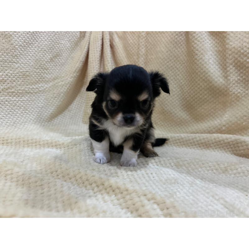 販売中の福岡県のチワワ(ロングコート)-456448の6枚目