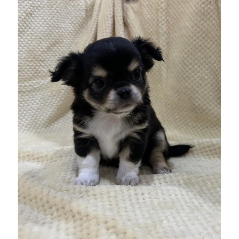 販売中の福岡県のチワワ(ロングコート)-456448の5枚目