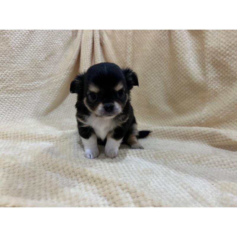 販売中の福岡県のチワワ(ロングコート)-456448の4枚目