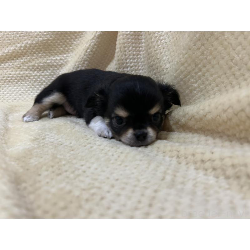 販売中の福岡県のチワワ(ロングコート)-456448の3枚目