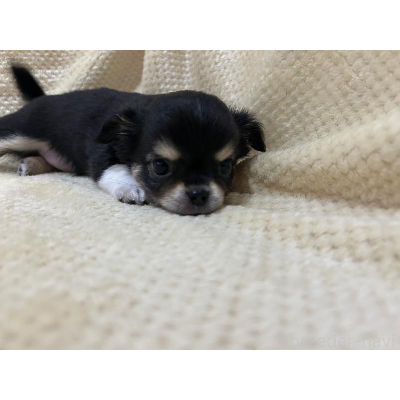 販売中の福岡県のチワワ(ロングコート)-456448の2枚目