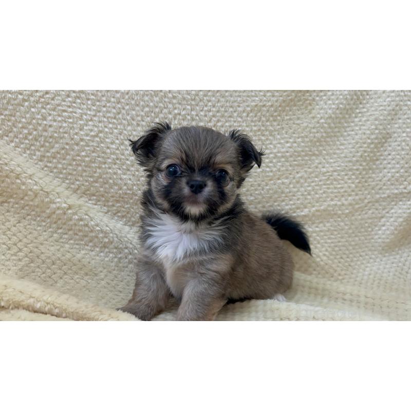 販売中の福岡県のチワワ(ロングコート)-454775