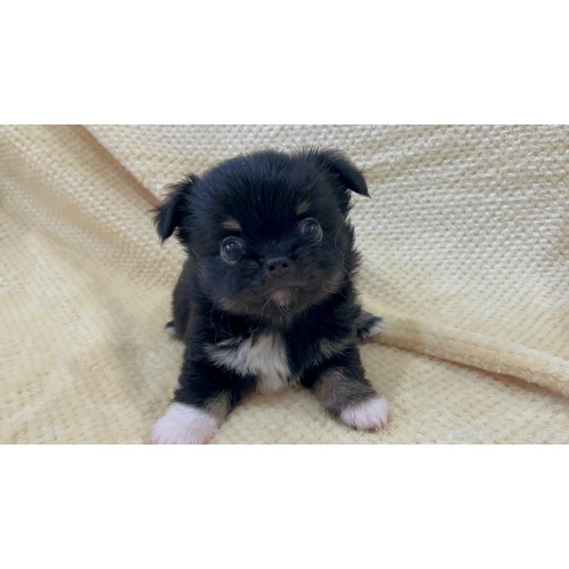 販売中の福岡県のチワワ(ロングコート)-454779