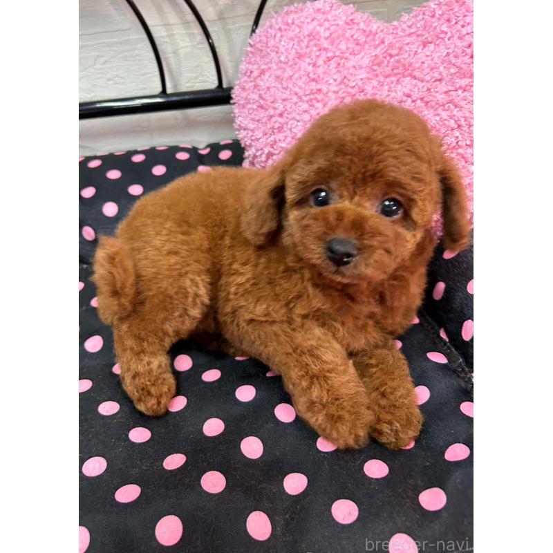 販売中の兵庫県のタイニープードル-456455の2枚目