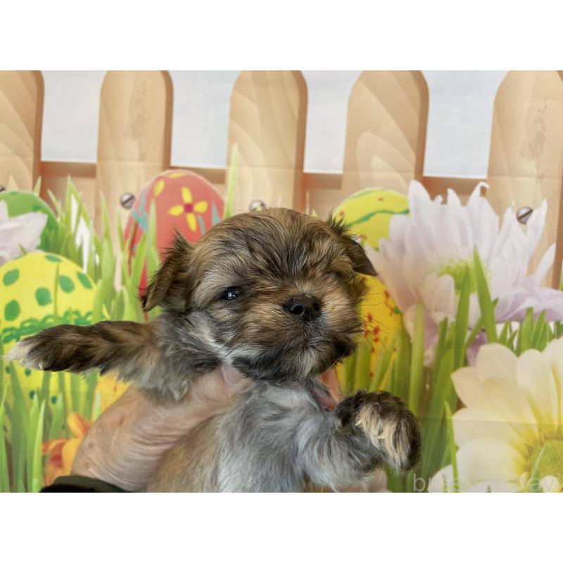 販売中の北海道のミックス犬-456456の3枚目