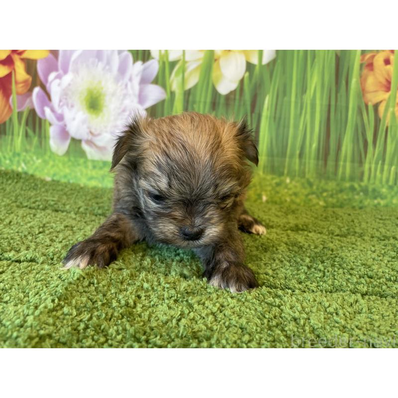 販売中の北海道のミックス犬-456456の2枚目