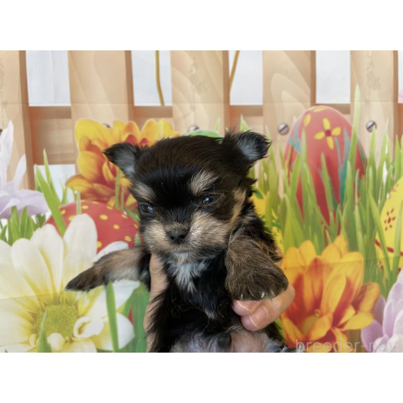 販売中の北海道のミックス犬-456457の4枚目