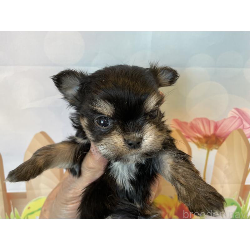 販売中の北海道のミックス犬-456457の3枚目