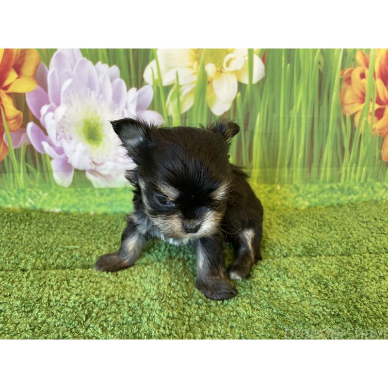 販売中の北海道のミックス犬-456457の2枚目