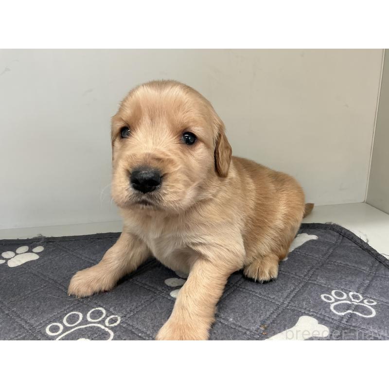 販売中の山形県のゴールデンレトリーバー-456459の6枚目