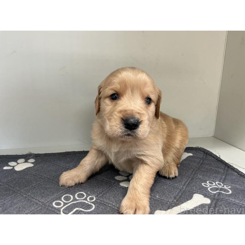 販売中の山形県のゴールデンレトリーバー-456459の4枚目