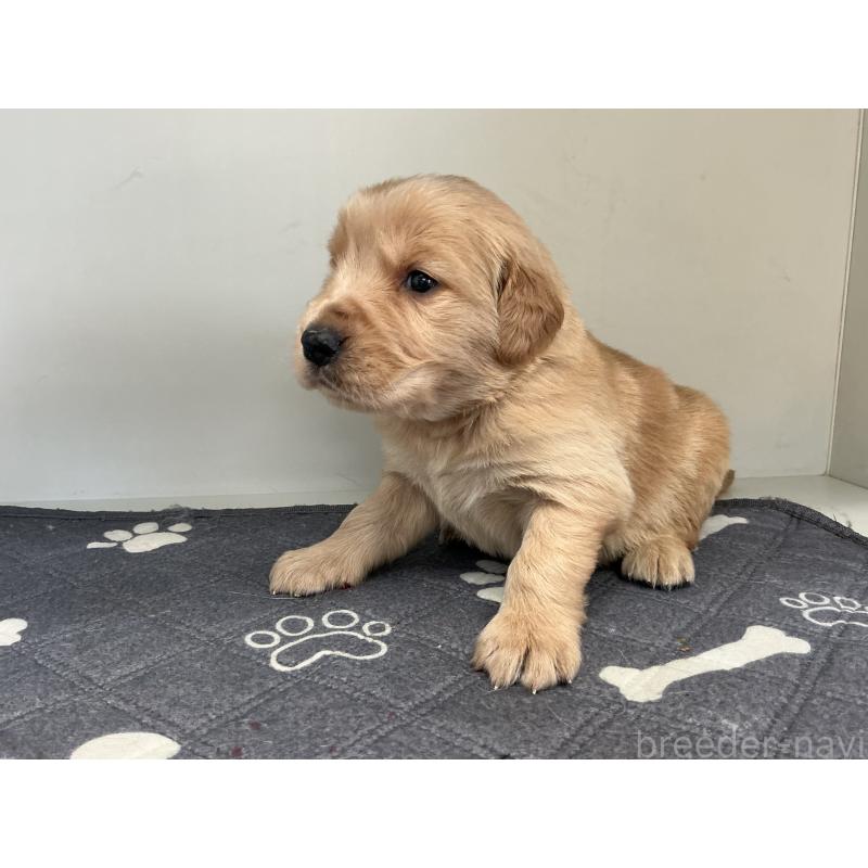 販売中の山形県のゴールデンレトリーバー-456459の3枚目