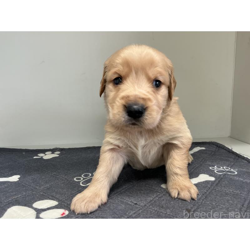 販売中の山形県のゴールデンレトリーバー-456459の2枚目