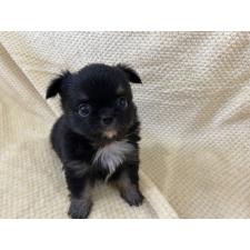 ♀︎チワワ(ロングコート)