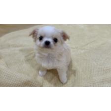 ♀︎チワワ(ロングコート)