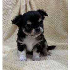 ♀︎チワワ(ロングコート)