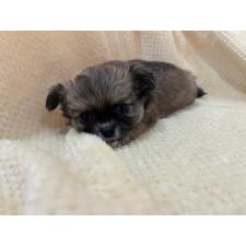 ♀︎チワワ(ロングコート)