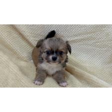 ♀︎チワワ(ロングコート)