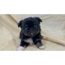 ♀︎チワワ(ロングコート)