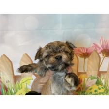 ♀︎ミックス犬