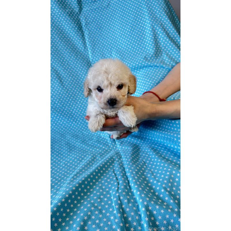 販売中の北海道のビションプー:ビションフリーゼ×トイプードル-456460の4枚目