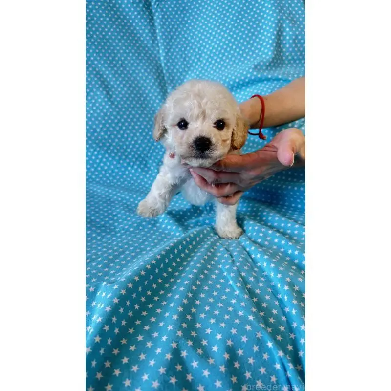 販売中の北海道のビションプー:ビションフリーゼ×トイプードル-456460