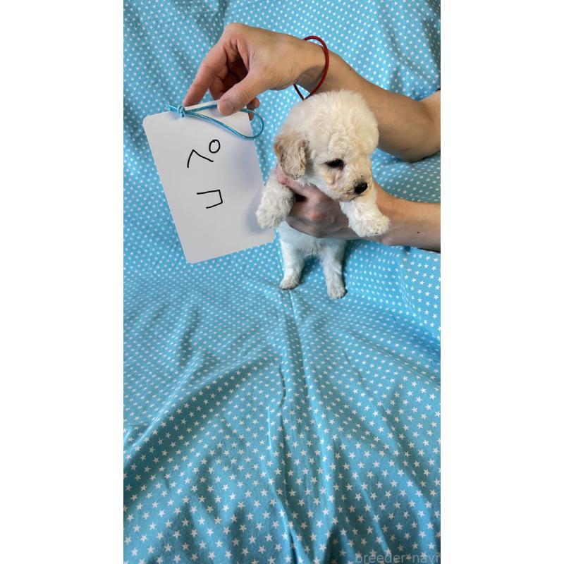 販売中の北海道のビションプー:ビションフリーゼ×トイプードル-456460の2枚目