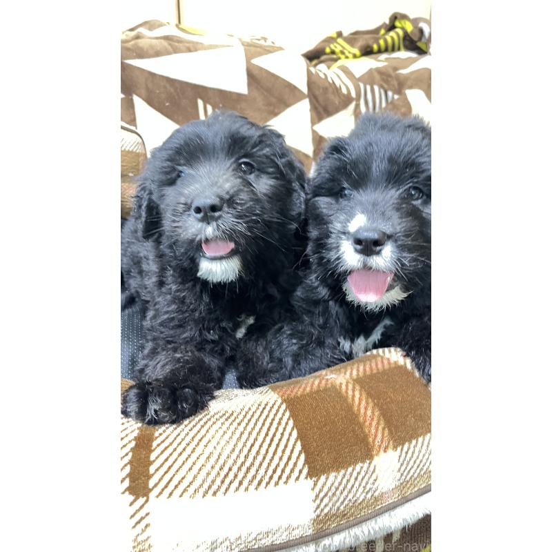 販売中の大分県のミックス犬-455226の2枚目