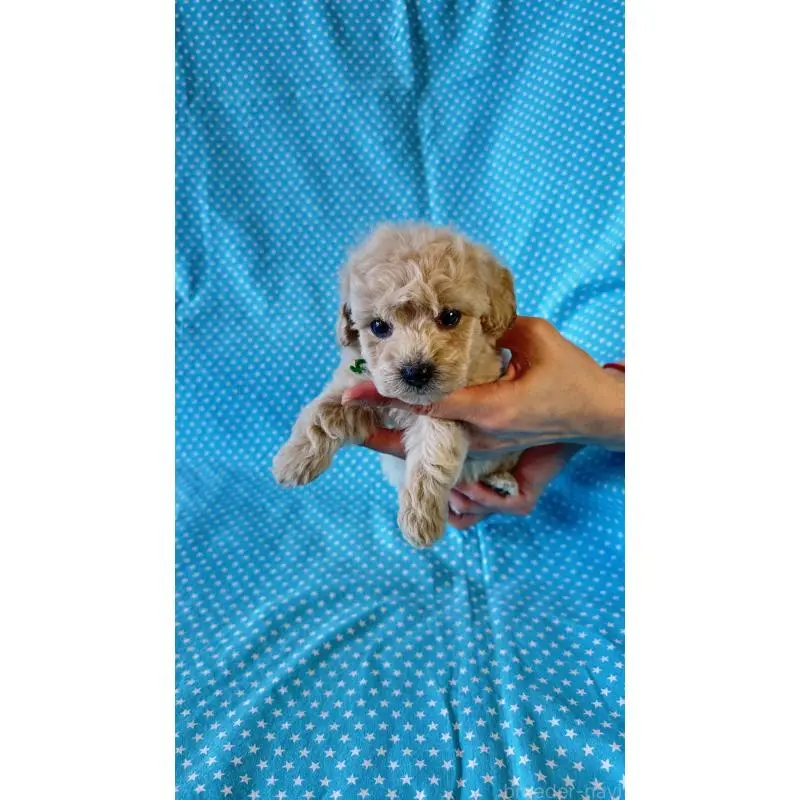 販売中の北海道のビションプー:ビションフリーゼ×トイプードル-456461の3枚目