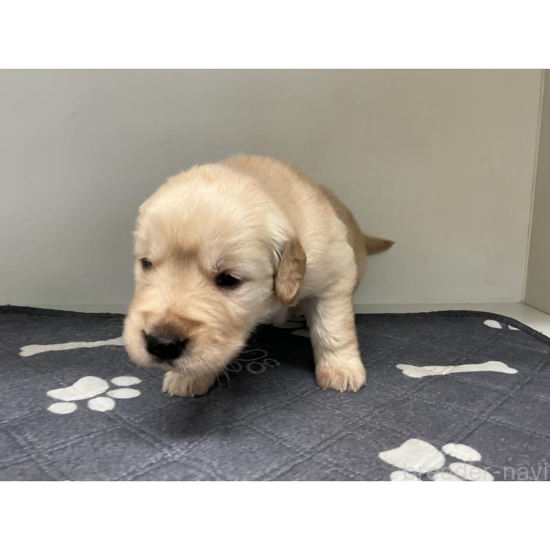 販売中の山形県のゴールデンレトリーバー-456462の6枚目