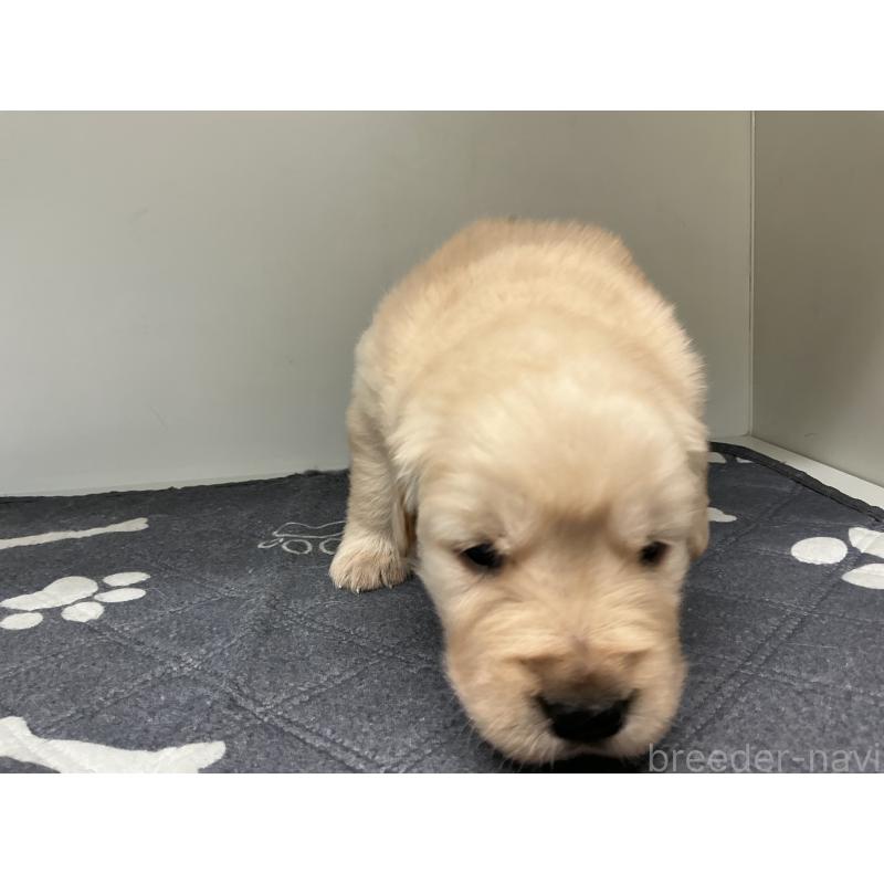 販売中の山形県のゴールデンレトリーバー-456462の4枚目