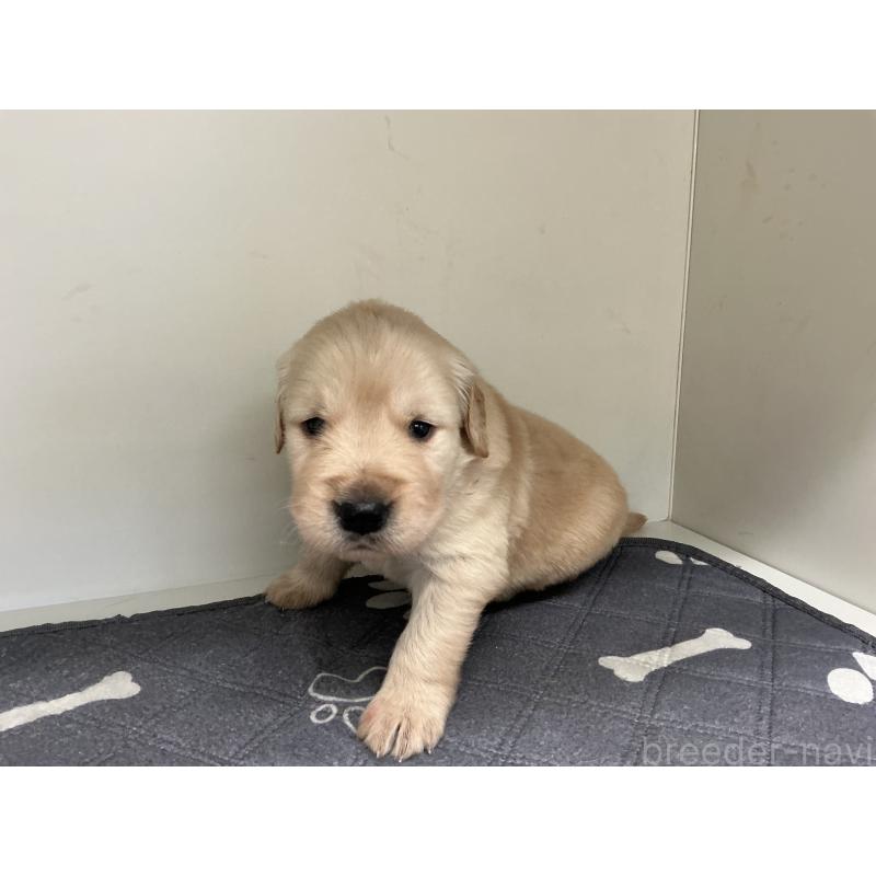 販売中の山形県のゴールデンレトリーバー-456462の3枚目