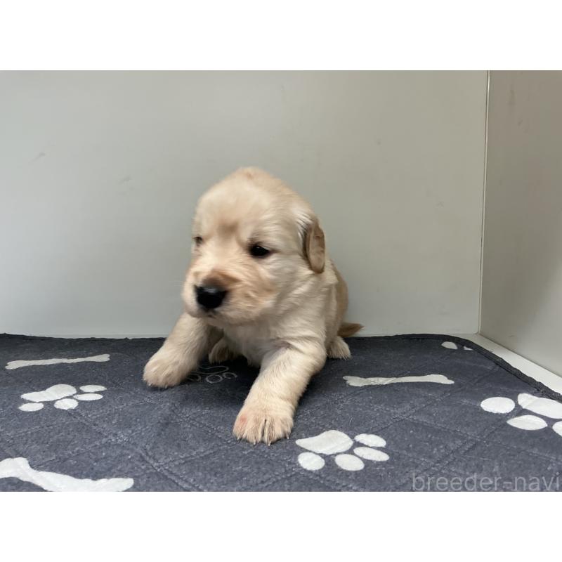 販売中の山形県のゴールデンレトリーバー-456462の2枚目