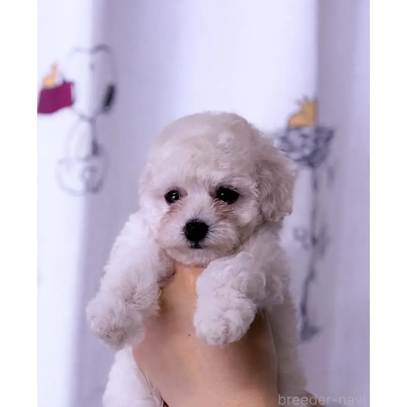 販売中の岩手県のタイニープードル-456464の4枚目